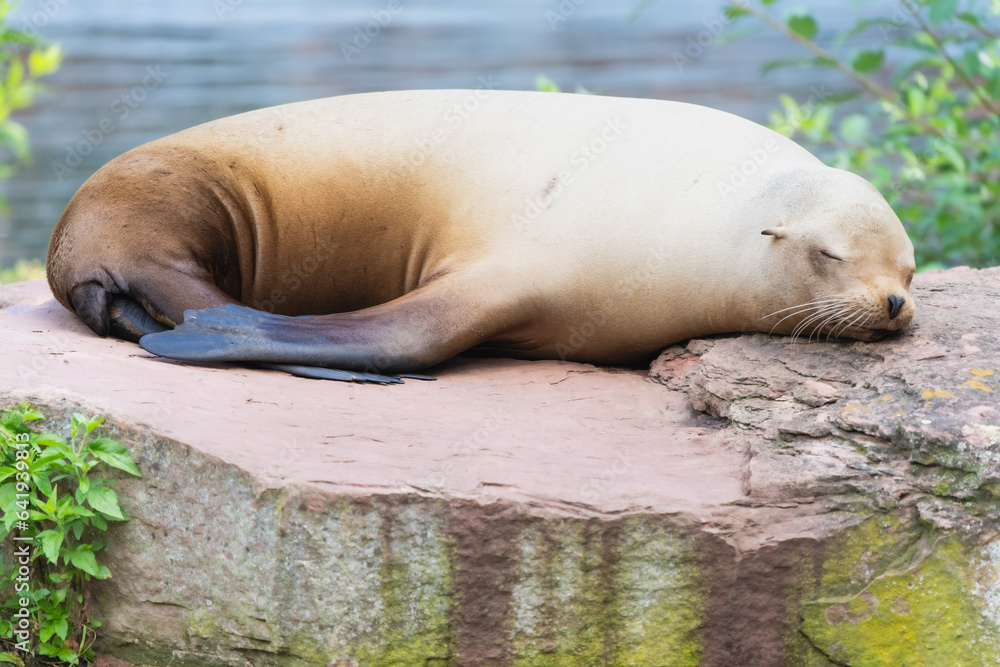 Fototapeta premium Californian sea lion resting on a rock