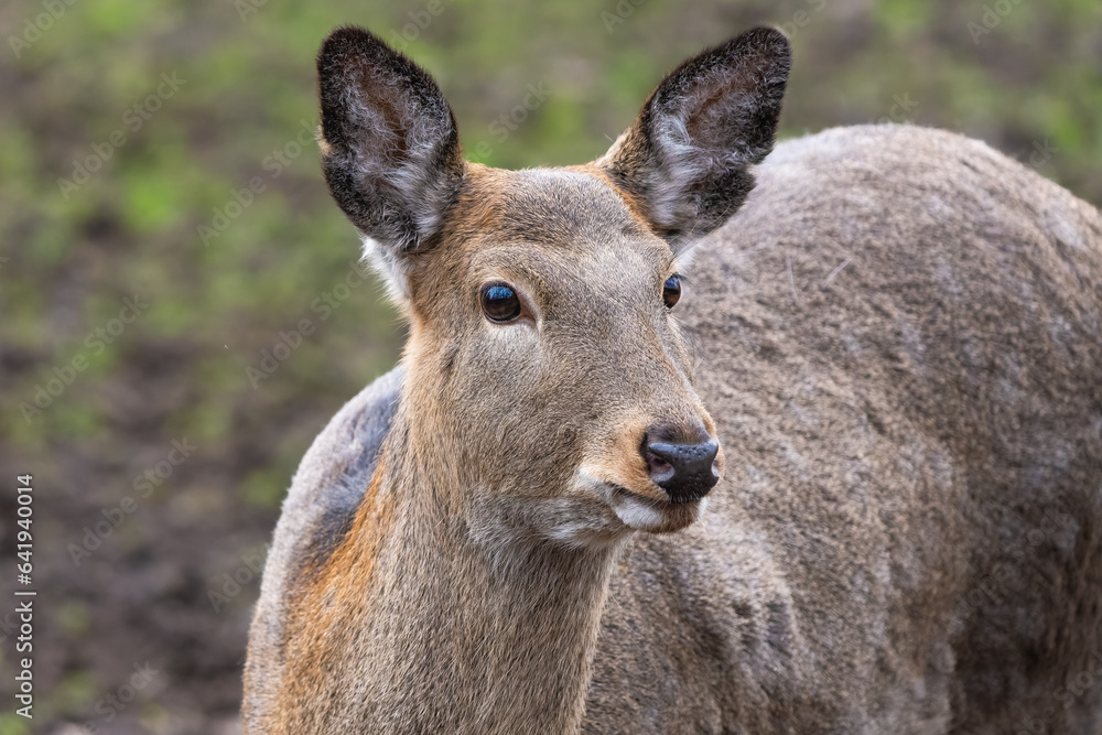 Closeup portrait of a Dybowski's deer