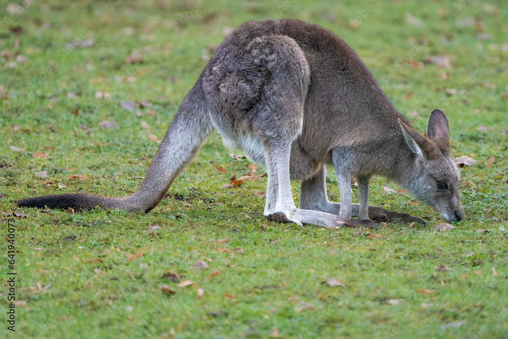 Closeup of an Eastern grey kangaroo Closeup of an Eastern grey kangaroo