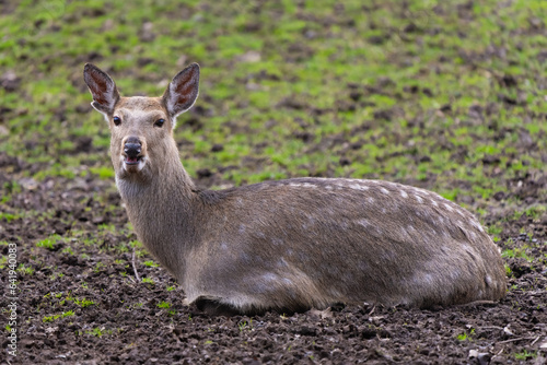 Dybowski's deer resting on the ground photo