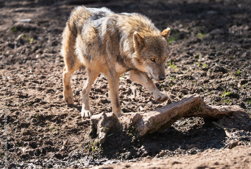 European wolf walking