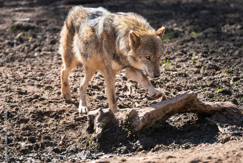 European wolf walking