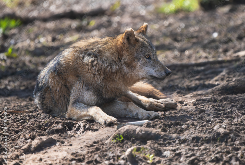 Closeup of a European wolf laying on the ground