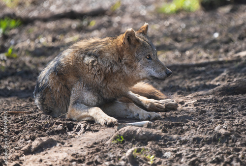 Closeup of a European wolf laying on the ground