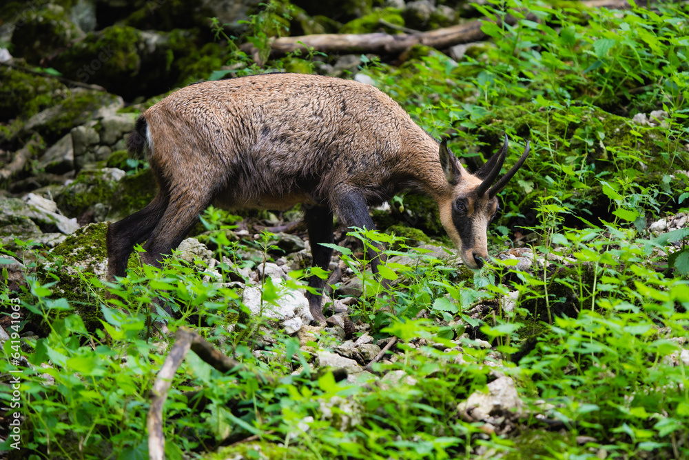 European chamois in the alps European chamois in the alps