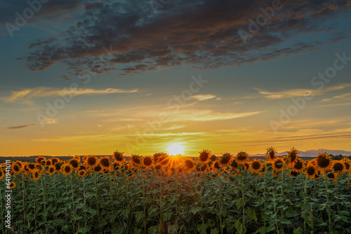 Sunflower field with blue and orange sky with sun gate. Helianthus annuus.