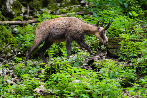 European chamois in the alps