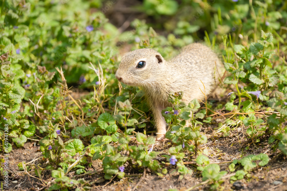Closeup of a European ground squirrel looking for food between plants Closeup of a European ground squirrel looking for food between plants