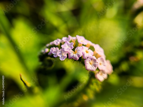 Sangketan or rattail is a species of flowering plant from the genus Heliotropium photo