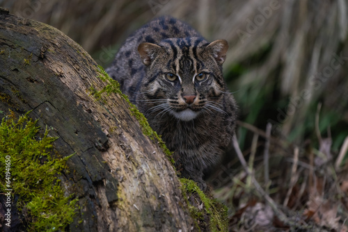 Fishing cat hiding behind a log