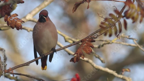 A Bohemian waxwing sitting in a tree in fall photo