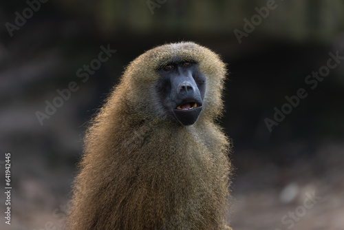 Closeup portrait of a guinea baboon