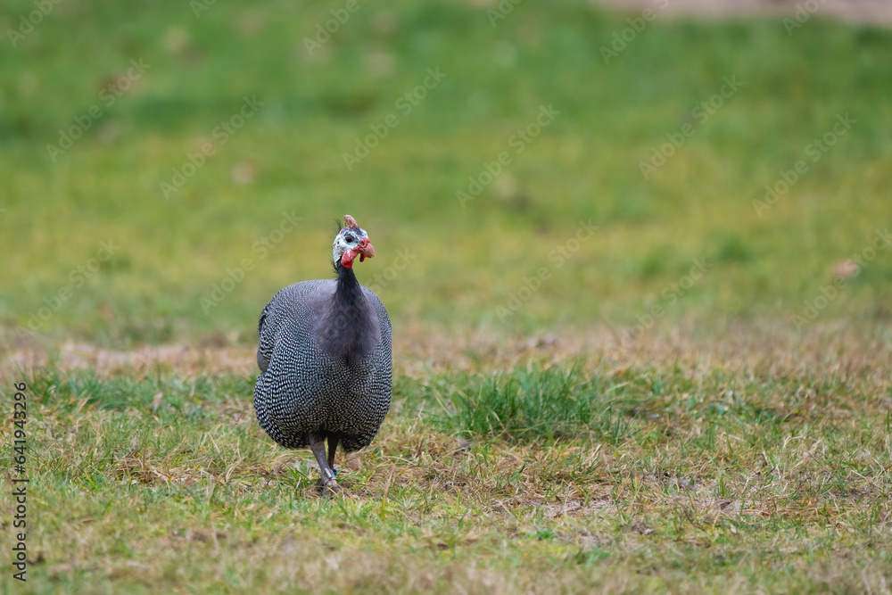 Closeup of a guinea fowl on the ground Closeup of a guinea fowl on the ground
