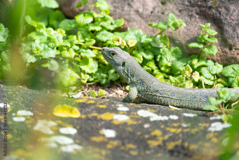 Closeup of a European ocellated lizard on a rock Closeup of a European ocellated lizard on a rock