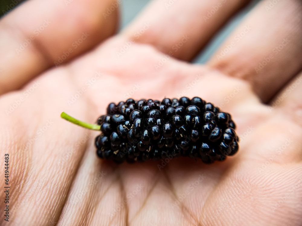 Black mulberry (Morus nigra L.) is a plant that is widely used as medicine Black mulberry (Morus nigra L.) is a plant that is widely used as medicine