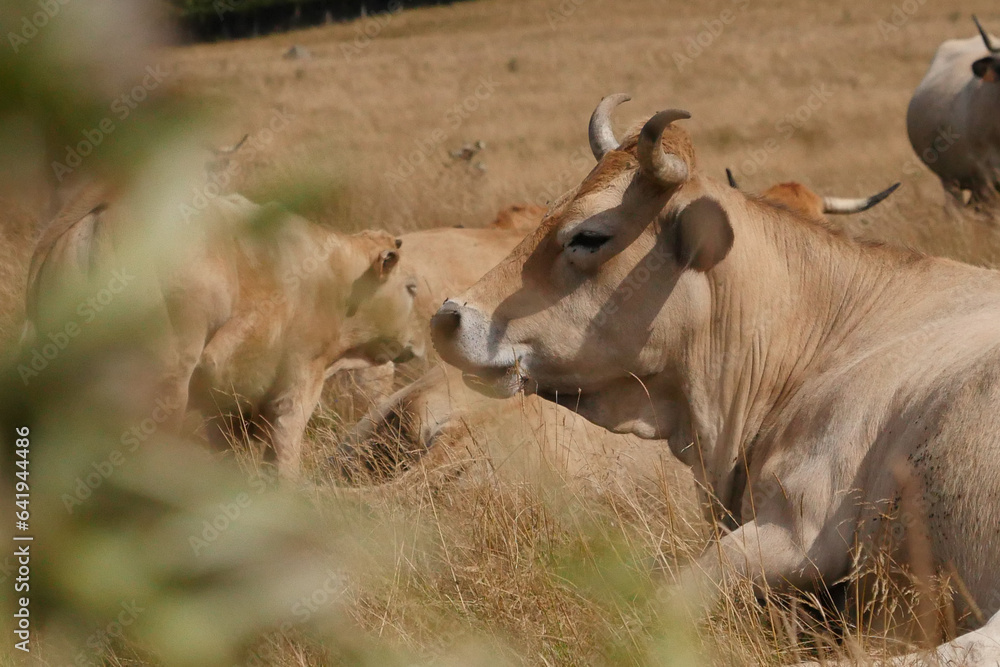 Aubrac cows in the countryside of Lozere surrounded by nature in the south of France, High quality photo
