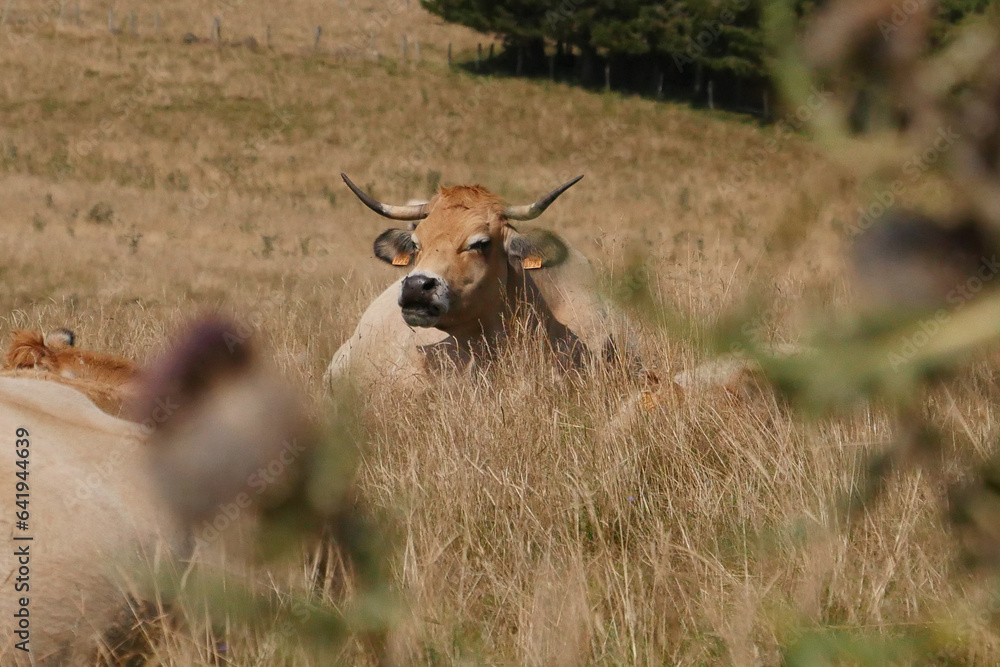 Fototapeta premium Aubrac cows in the countryside of Lozere surrounded by nature in the south of France, High quality photo