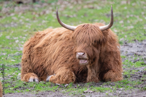 Closeup of Scottish highland cattle