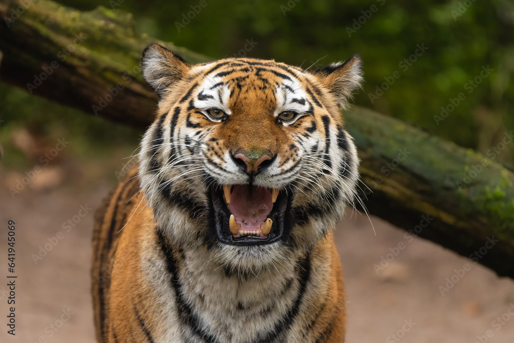 Obraz premium Closeup portrait of a Siberian Tiger roaring