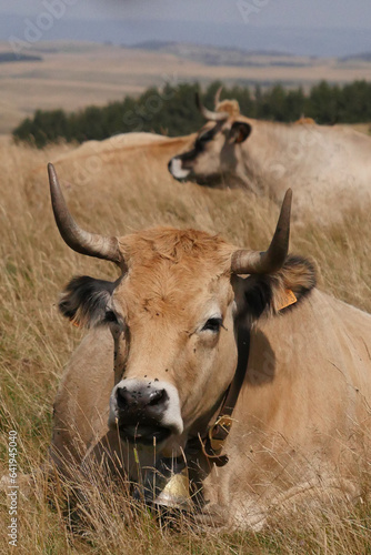 Aubrac cows in the countryside of Lozere surrounded by nature in the south of France, High quality photo photo