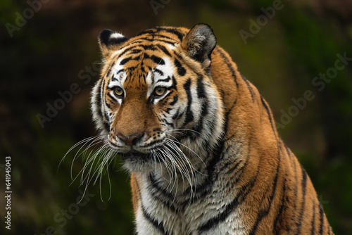 Closeup portrait of a Siberian Tiger