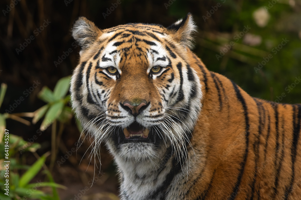 Obraz premium Closeup portrait of a Siberian Tiger showing its bottom teeth
