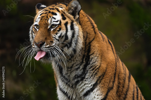 Closeup portrait of a Siberian Tiger flicking its tongue
