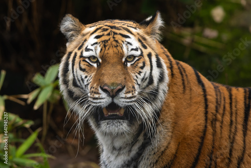 Closeup portrait of a Siberian Tiger showing its bottom teeth
