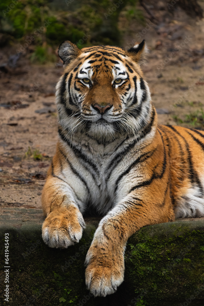 Closeup portrait of a Siberian Tiger laying down