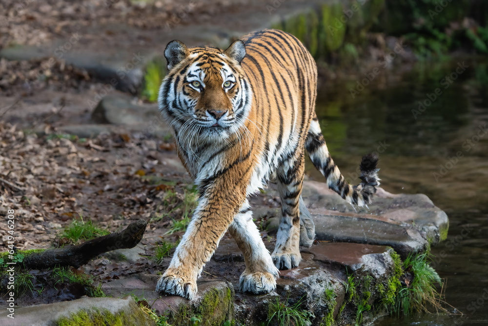 Fototapeta premium Siberian Tiger walking 