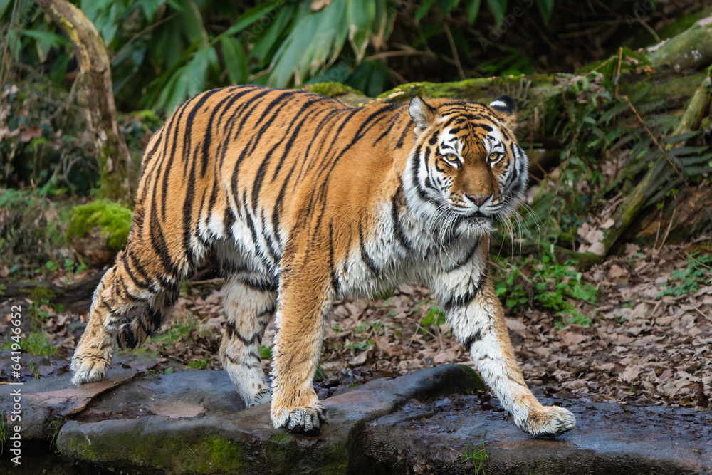 Siberian Tiger walking 