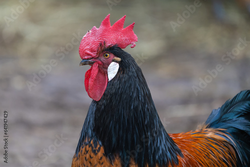Closeup portrait of a Vorwerk rooster