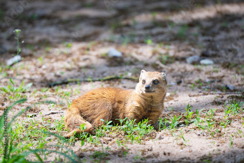 Yellow mongoose resting on the ground