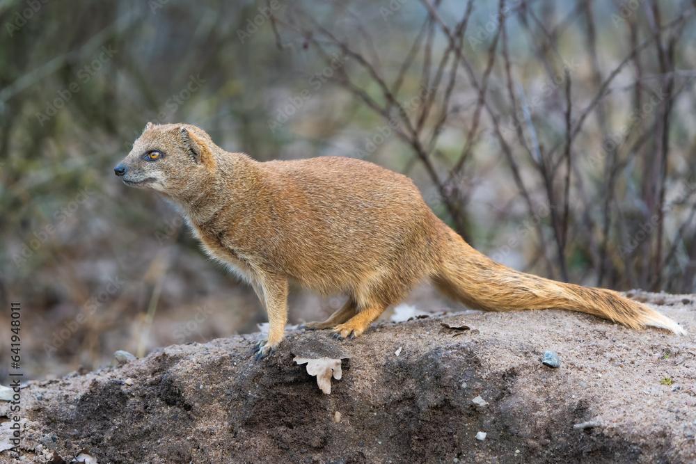 Fototapeta premium Closeup of a yellow mongoose
