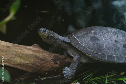 Yellow-spotted Amazon river turtle resting on a log