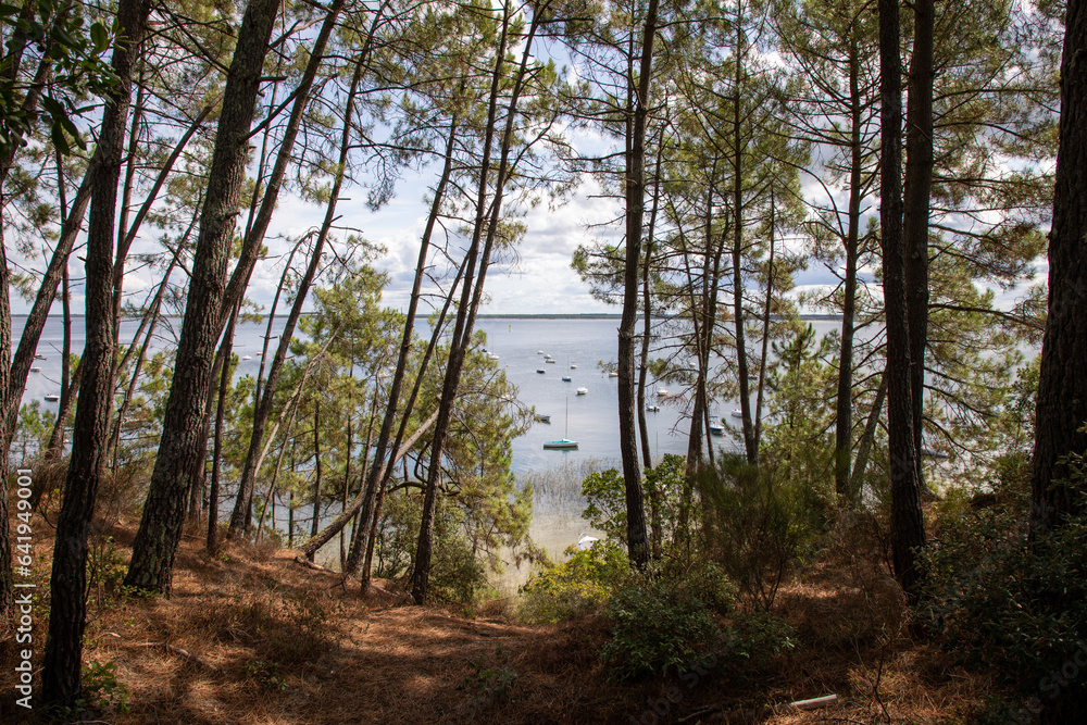 Lake water and trees wild natural forest in french Maubuisson Carcans on Gironde Aquitaine Lake water and trees wild natural forest in french Maubuisson Carcans on Gironde Aquitaine