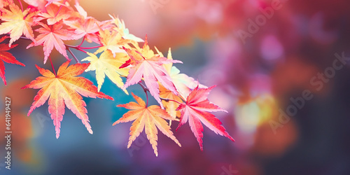 Autumn Foliage in Bright Colors. Colorful maple leaves in red  orange  and yellow create a scenic autumn background.