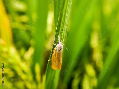 Macro photo of Scirpophaga. White rice stem borer (Scirpophaga innotata Walker)