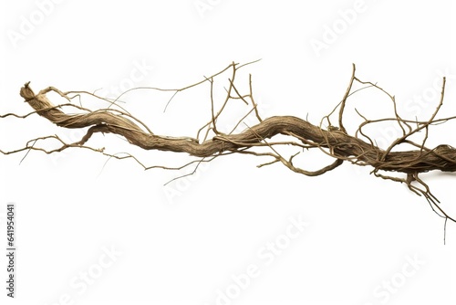 crooked closeup fra vine fruitbody included brown isolated green liana decorative tropical awry plant path Twisted liana background dried tree stem clipping black white wood jungle wild around old