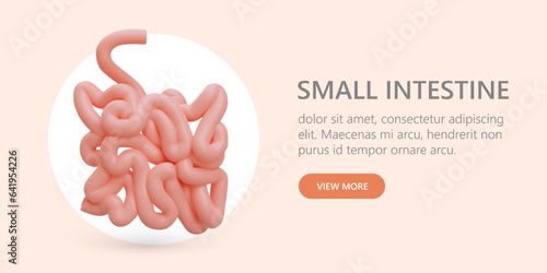 Realistic small intestine. Organ of human digestive system. Web advertising of clinic, doctor. Services of gastroenterologist. Color template with button