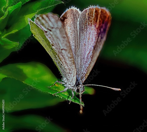 butterfly on leaf