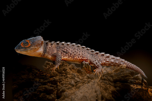 Red-eyed crocodile skink (Tribolonotus gracilis) in Isolated black background, animal closeup 