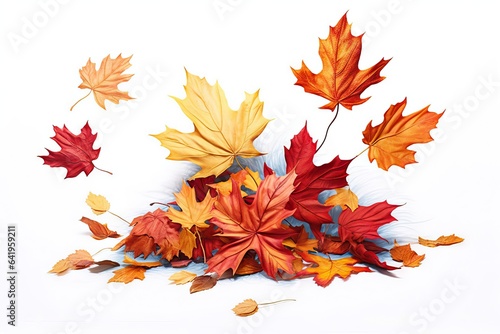 closeup vibrant season maple yellow plant forest orange autumn gol seasonal tree november pattern Isolated red bright Autumn nature withering isolated cover colours beautiful fall Leaves vein flora