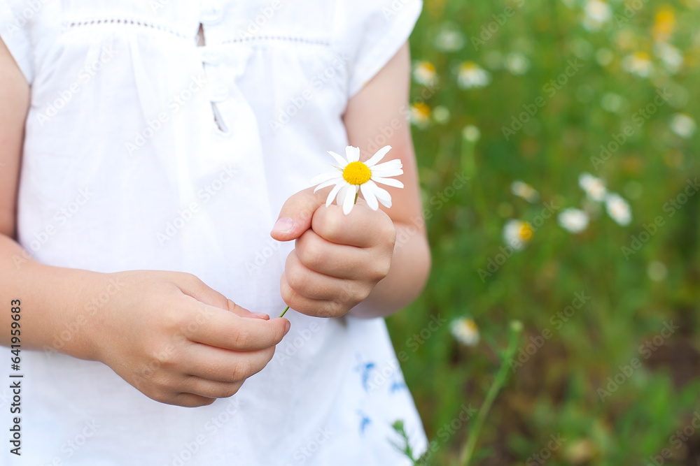 Daisies in the hand of a small child Daisies in the hand of a small child