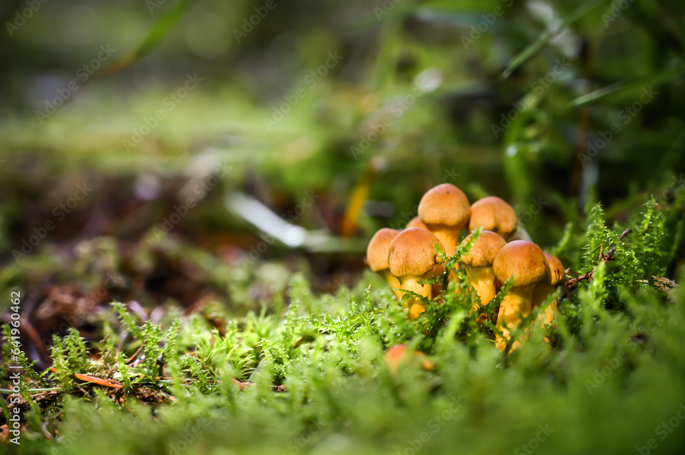 Beautiful mushroom in amazing green moss. Amazing old magic forest mushrooms background. 