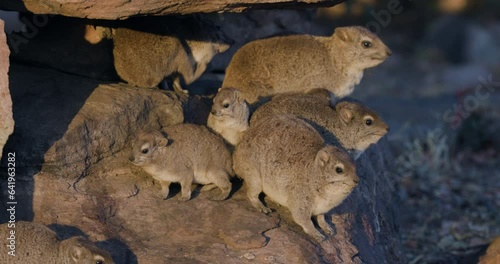 Close-up. Cute Cape Hyrax (Dassie) family sunning themselves on a rock