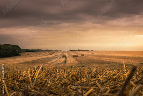 Champ de blé récolté avec des balles de foin le soir.