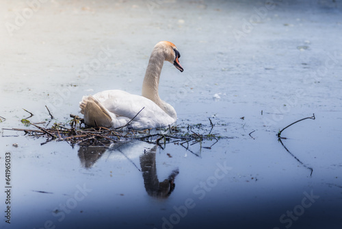 Cygne blanc nageant dans le lac.