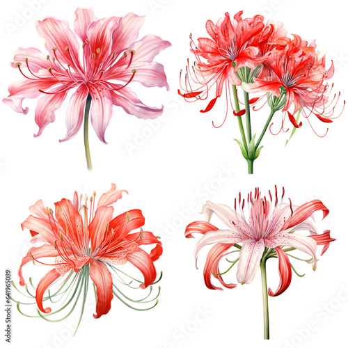 Set of watercolor red spider lily isolated on transparent background