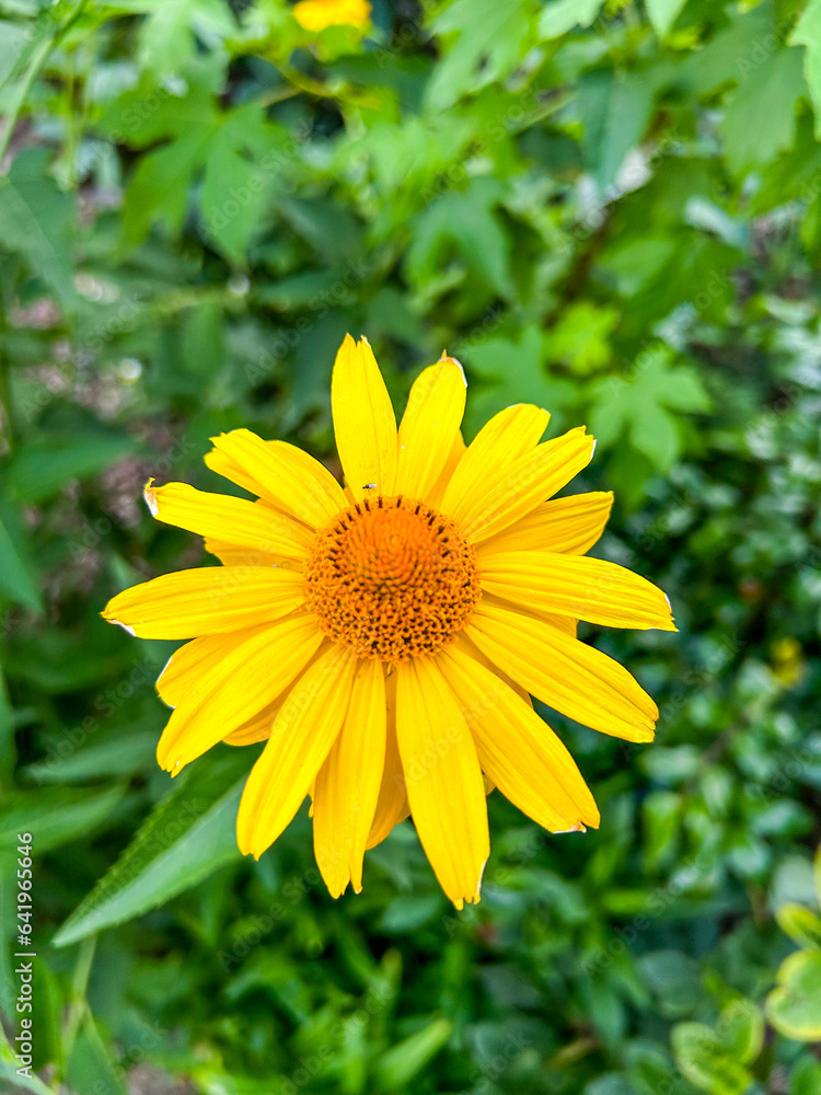 False sunflower False sunflower
